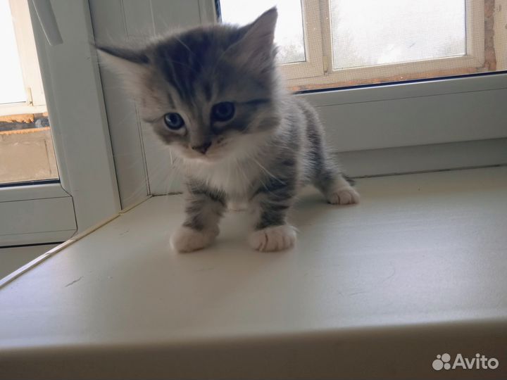 Кошки шотландцы/ британец