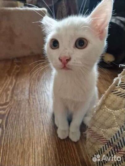 Кошки в добрые руки