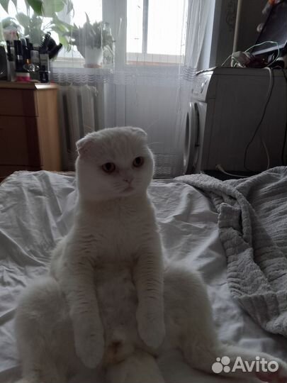 Ищу кошку, для вислоухого кота вязка