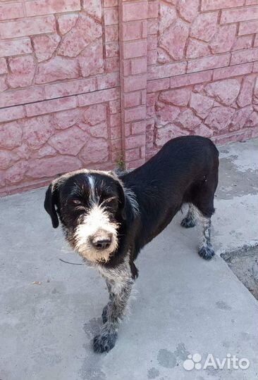 Метис Дратхаар