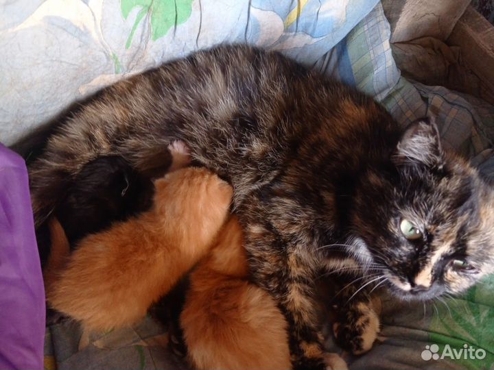 Котята в добрые руки бесплатно