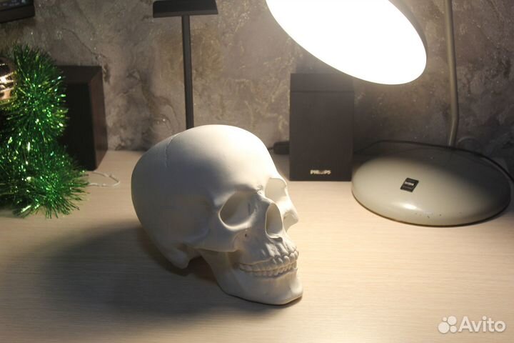 Череп гипсовый