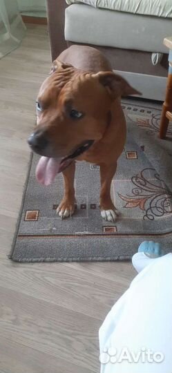 Питбультерьер