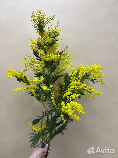 Букет Мимозы