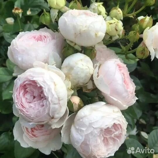 Роза Герцогиня Кристиана саженцы