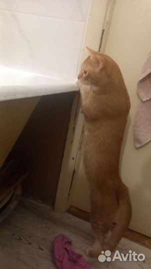 Передержка кошек, няня для котов кошек