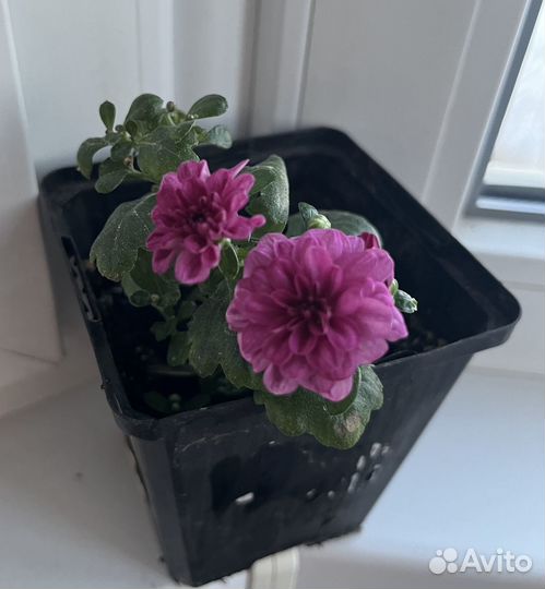 Хризантема Mini