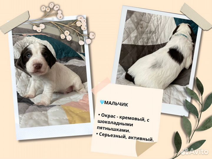 Щенки русского спаниеля
