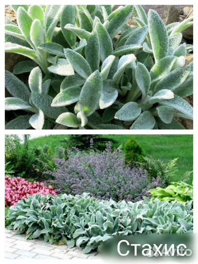 Почвопокровные растения: флокс, седум