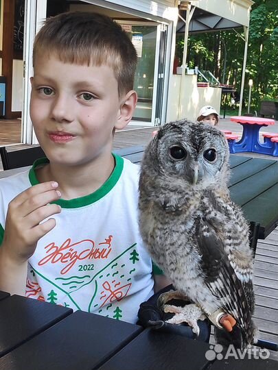 Птицы для фотосессий: сова, сокол