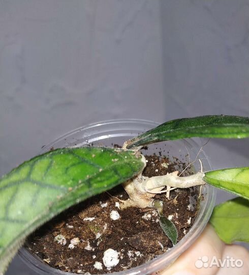 Хойя финлайсонни