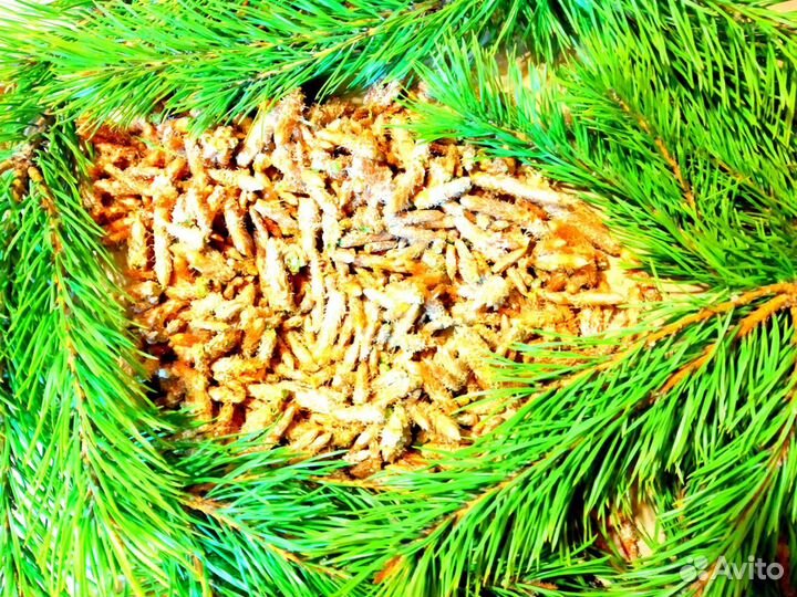 Почки сосны