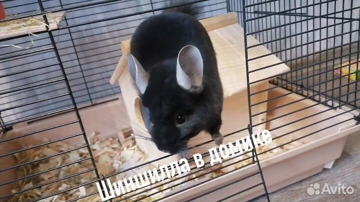 Шиншилла экстра темная гомоэбони