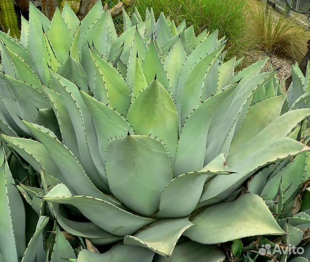 Агава голубая