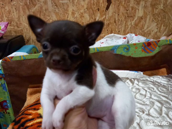 Щенки чихуахуа