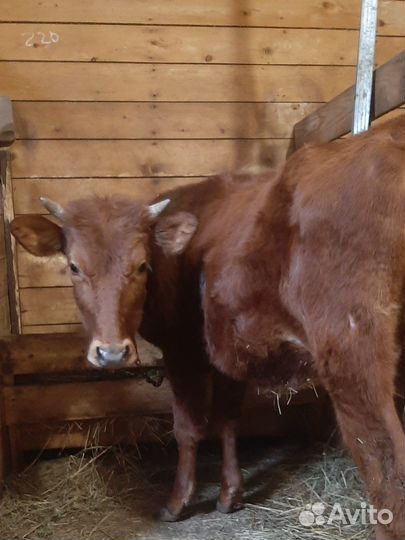 Коровы и телки красногорбатовская