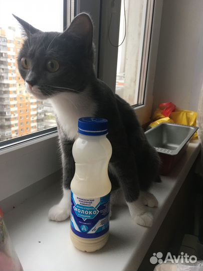 Отдам кошку в хорошие руки