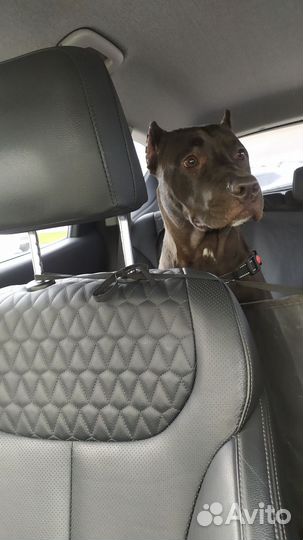 Зоотакси, передержка животных