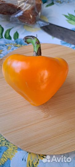 Перец болгарский рассада