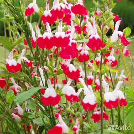 Шалфей дубравный