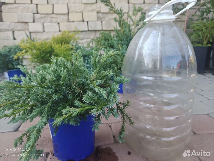 Можжевельники микс