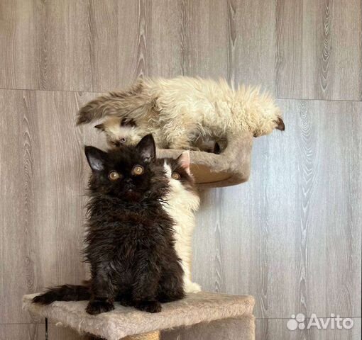 Кудрявые котята Селкирк-рекс объявление продам