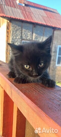 Чёрная пантера, мальчик