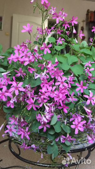 Кислица.Оксалис