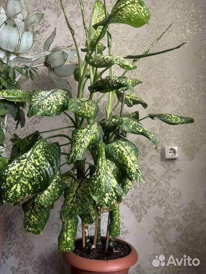 Диффенбахия