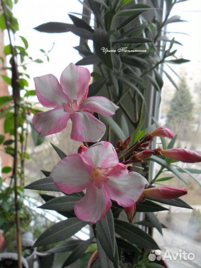 Олеандр Симиэ