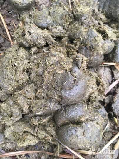 Навоз конский