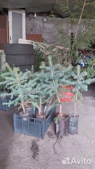 Саженцы хвойных растений, ель, сосна, пихта