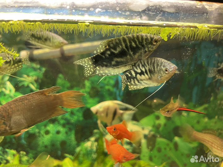 Мальки мраморного гурами, подростки