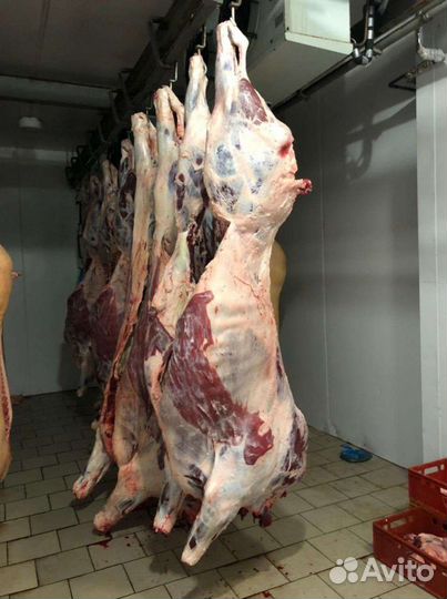 Коровы телки и бычки