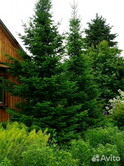 Саженцы цветов, дек-х и плодовояг-х кустов