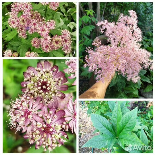 Садовые многолетние растения