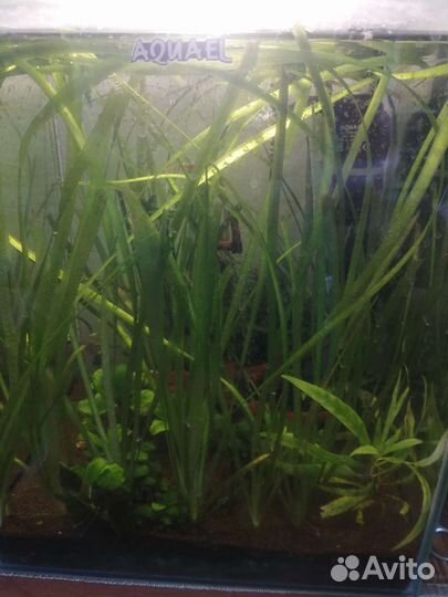 Аквариум