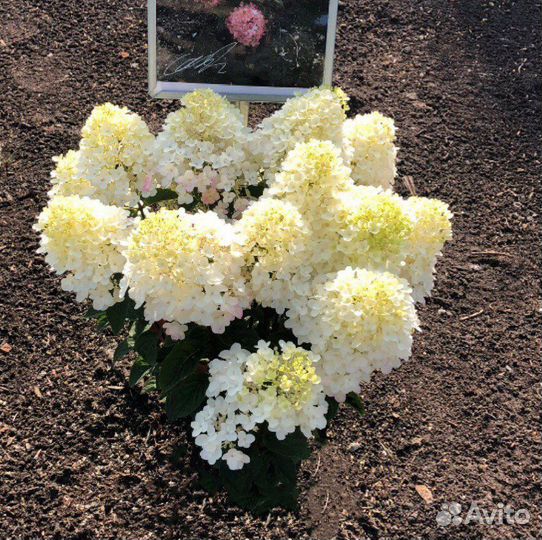 Гортензия Литл Рози Little Rosy