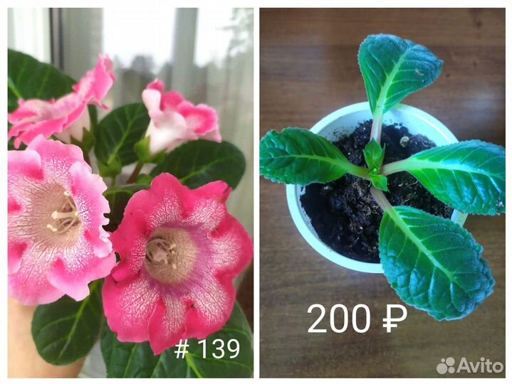 Кустики Глоксинии