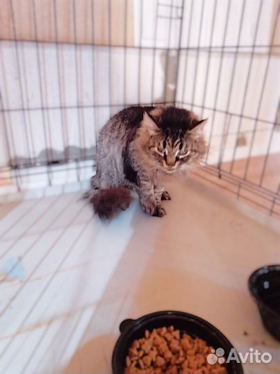 Незрячая на усыпление