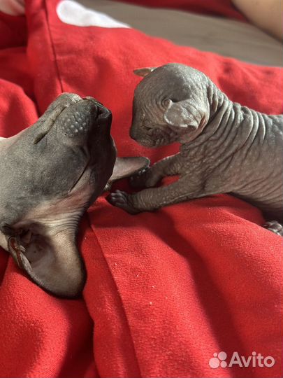 Канадский сфинкс