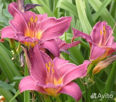 Растения для сада