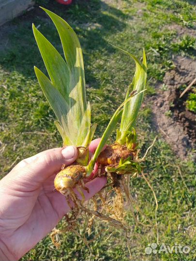 Ирис, канареечник, василёк, октябринка - обмен