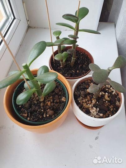 Толстянка крассула