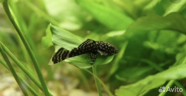 Сомики анцитрусы бесплатно