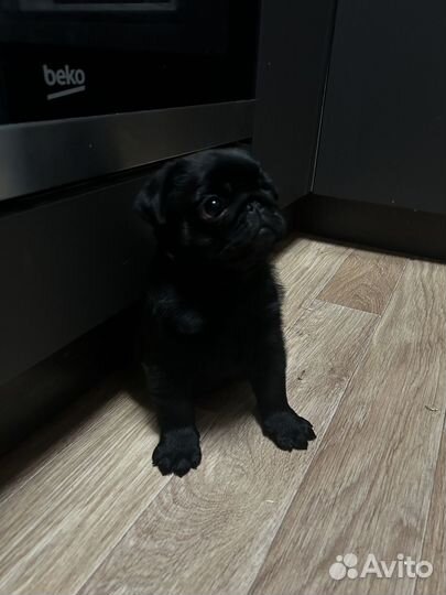 Продам мопса