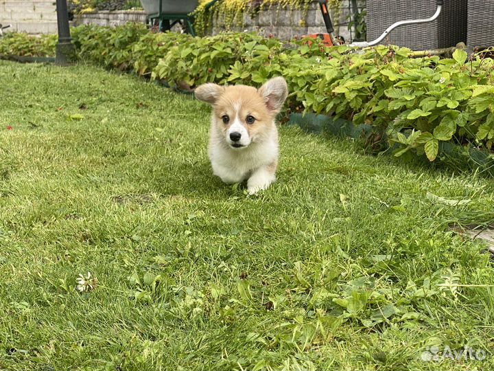 Вельш корги пемброк щенки с документами