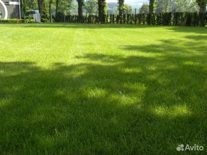Продажа рулонного газона