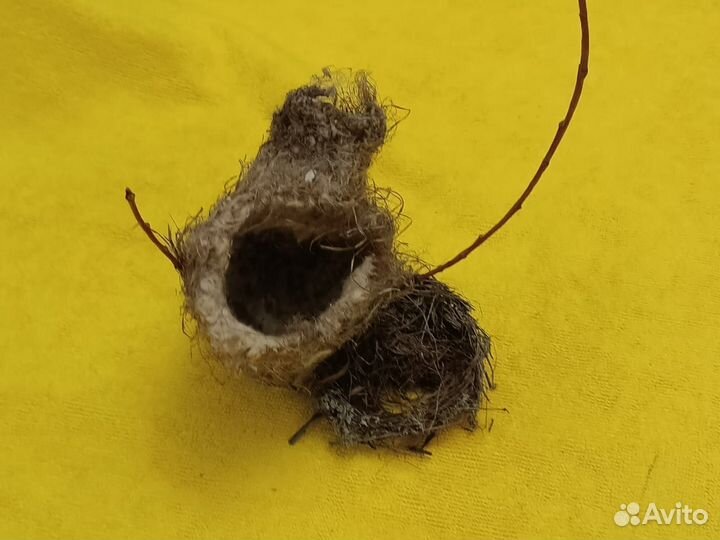 Гнезда лесных птиц