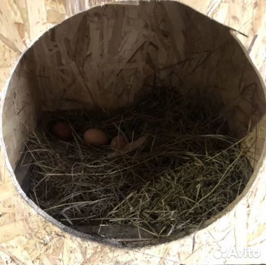 Гнездо для кур несушек